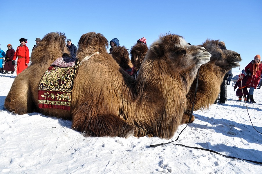 8d7n Golden Eagle Camel Festival Star Travel Malaysia