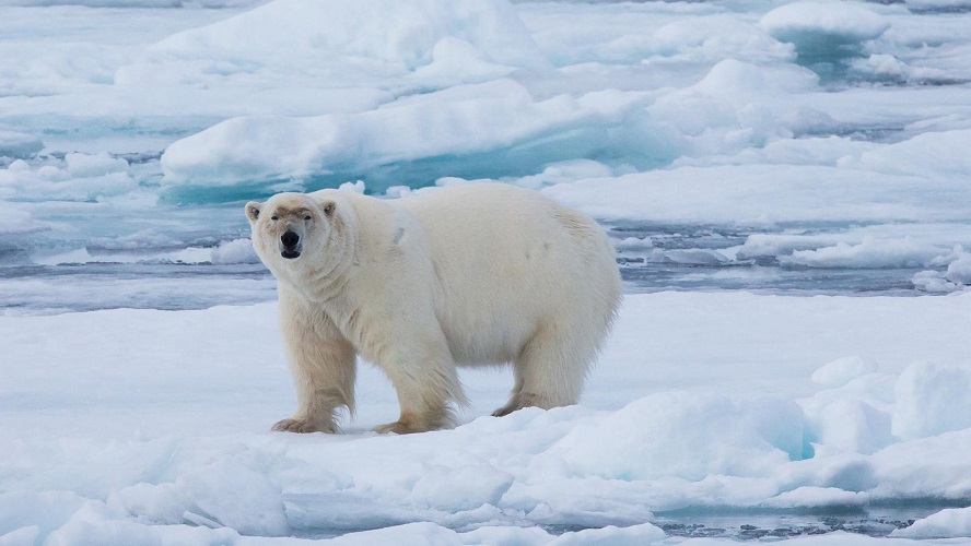 Realm of the Polar Bear in Depth