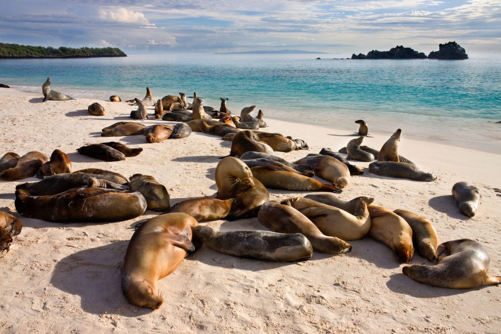 Highlights of Peru with Galápagos Legend North and Central Cruise