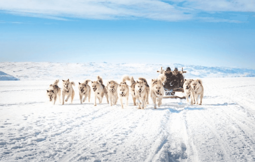 6D5N DOG SLEDDING IN THE STEPPE OF NOMADS (PRIVATE TOUR)