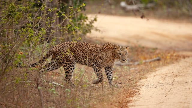 7D6N HIGHLIGHTS OF SRI LANKA & YALA NATIONAL PARK (PRIVATE)