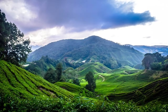 CAMERON HIGHLAND DAY TOUR