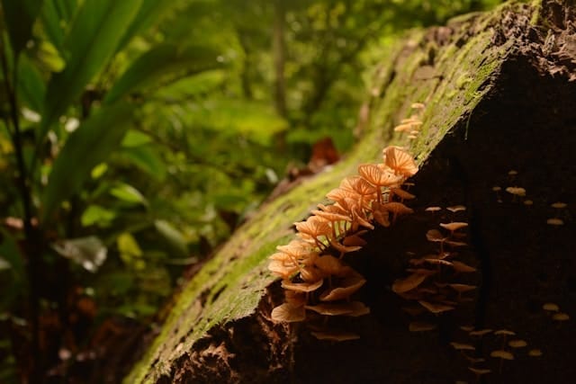 3D2N MULU CAVES (MULU NATIONAL PARK CHALET)