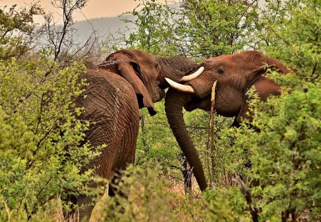 elephants, wilderness, safari