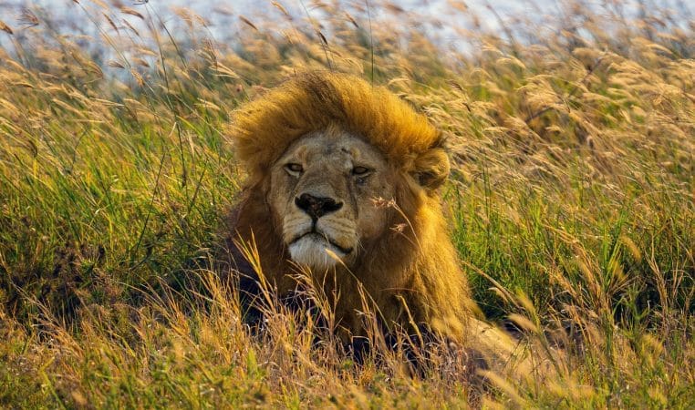 lion wild cat tanzania serengeti 7445821