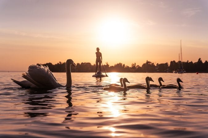 swans lake constance sunset nature 6421355