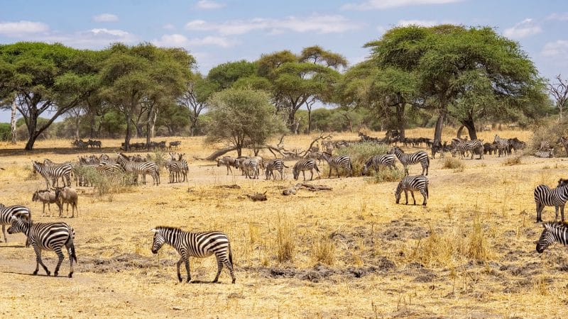 zebra tanzania animal africa 7416165