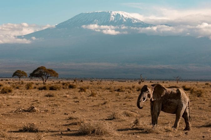 An Elephant in a Field