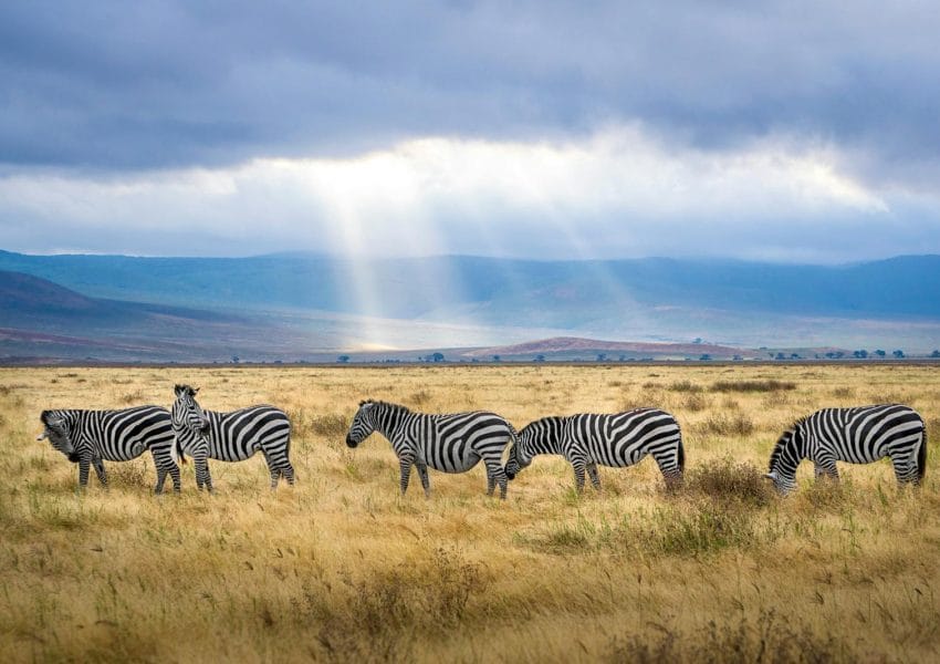 Five Zebra Grazing on Grass Field