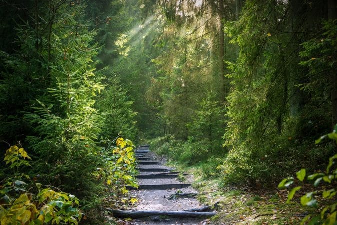 forest, trail, nature