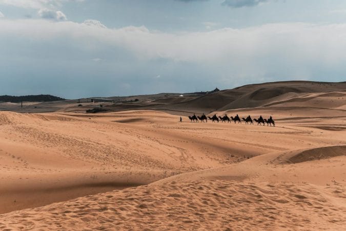 Camel At The Desert