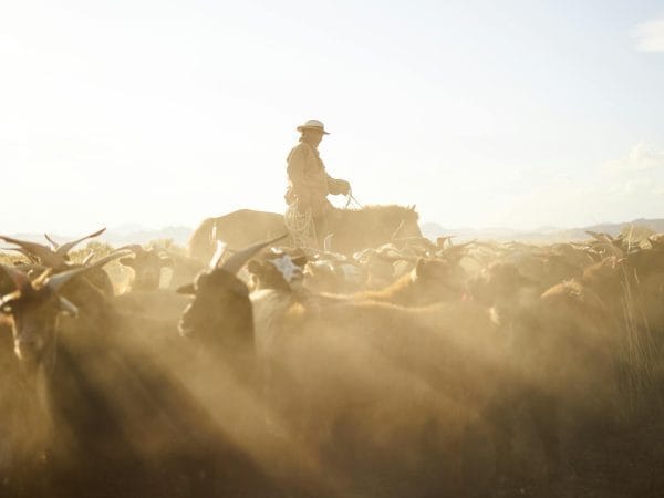 Side view of professional Mongolian herdsman in traditional cloth and hat riding horse with rope in hand while grazing goats in prairie under blue sky with dust clouds in back lit