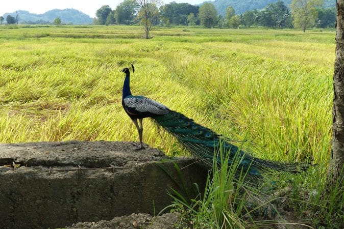 peacock, sri lanka, animal