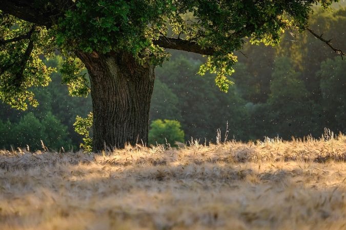 tree, nature, wilderness