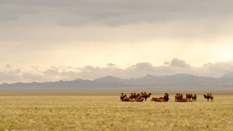 mongolia, gobi, nature