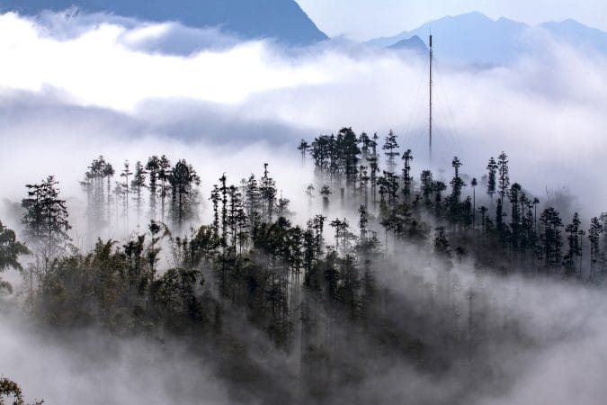 trees, fog, nature