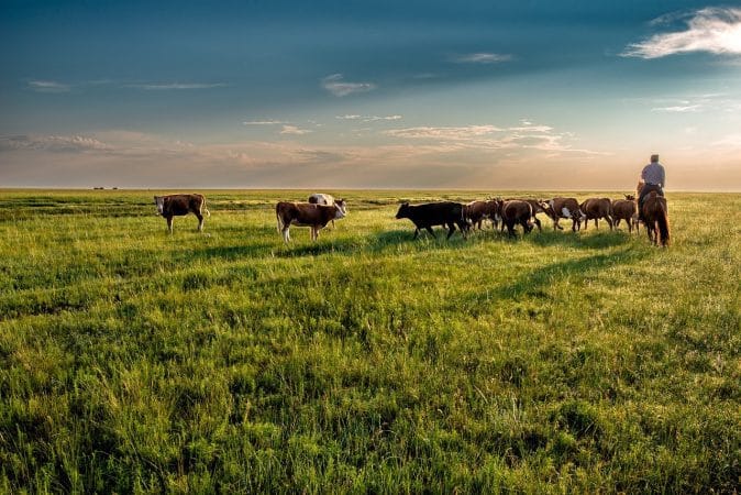 cow, grassland, grazing