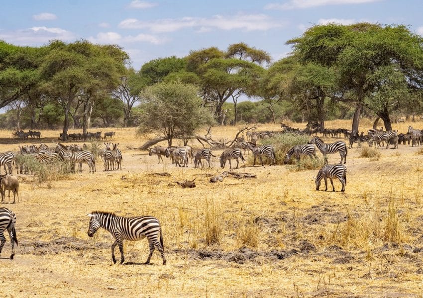 zebra, tanzania, animal