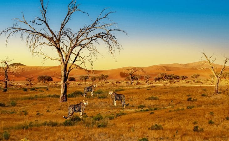 cheetahs, africa, wilderness