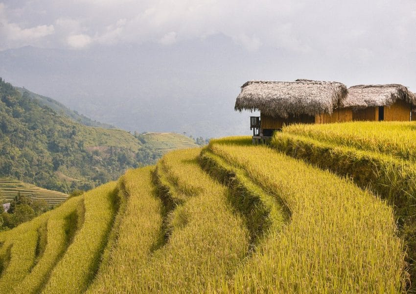 terraces, rice fields, paddy