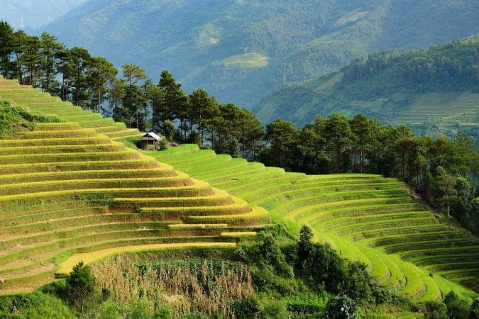 vietnam, nature, terraces