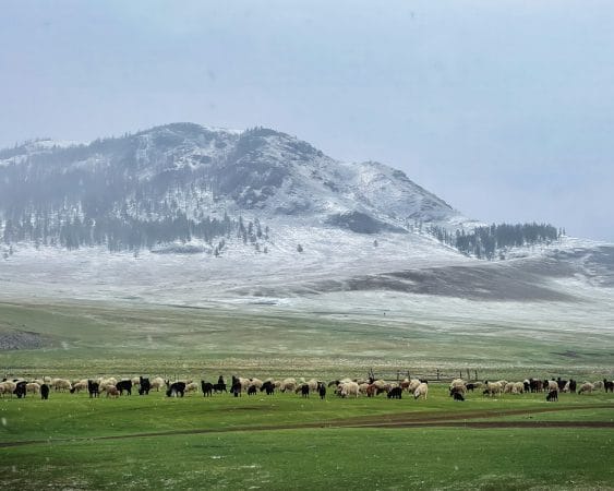 a herd of animals standing on top of a lush green field