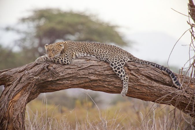 leopard, safari, africa