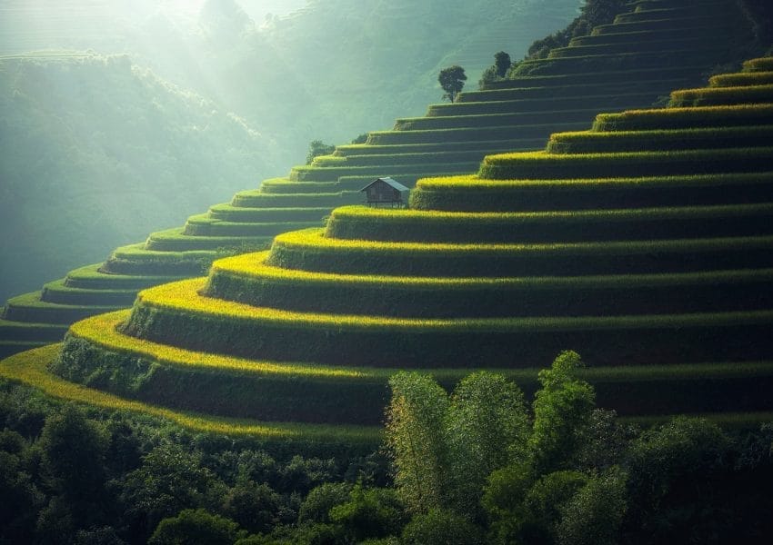 rice plantation, thailand, rice