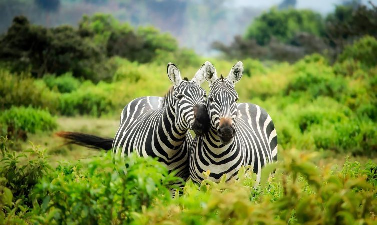 zebras, pair, couple