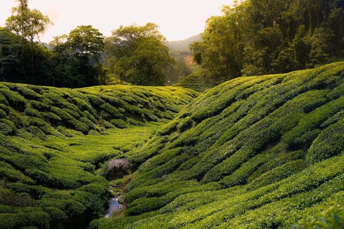 tea, cameron highland, malaysia