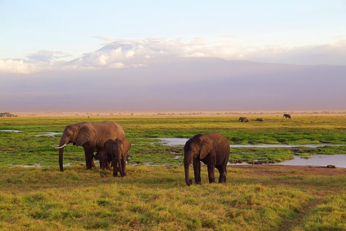 elephants, africa, safari