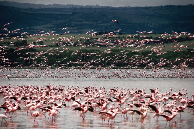 birds, flamingo, ornithology