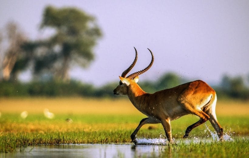 OKAVANGO DELTA AND DESERTS