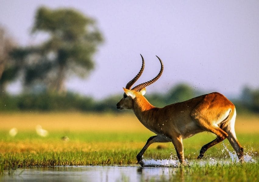 okavango delta, wildlife, animals