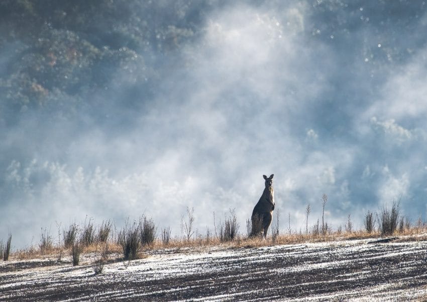 eastern grey kangaroo, australian, australia