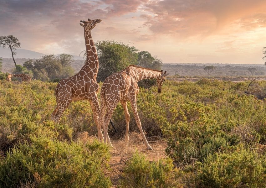 giraffes, animals, safari