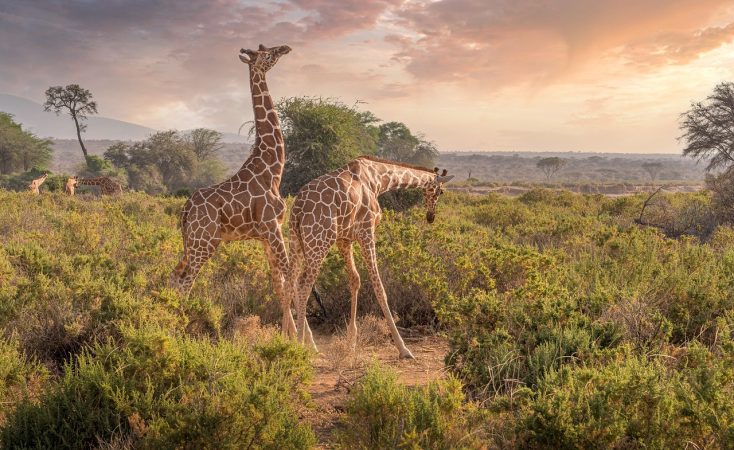 giraffes, animals, safari