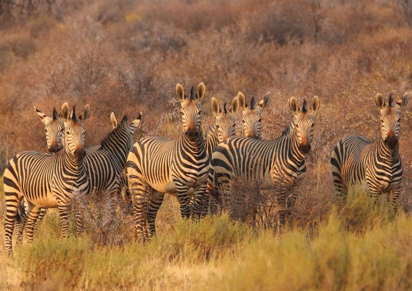 zebras, animals, africa