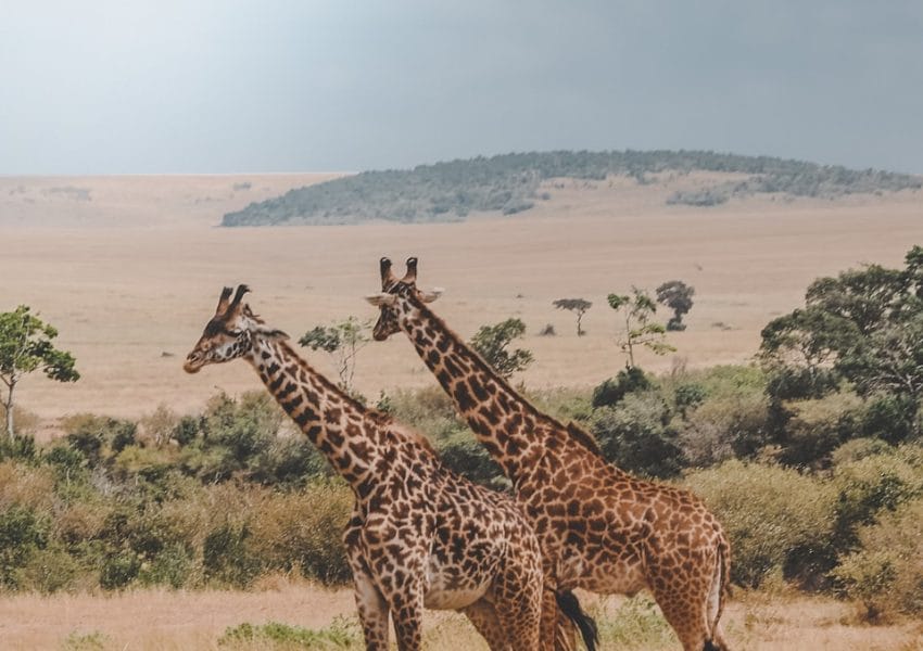 two giraffes standing on brown plants