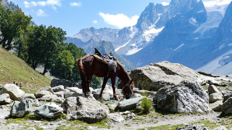 pony, horse, mountain