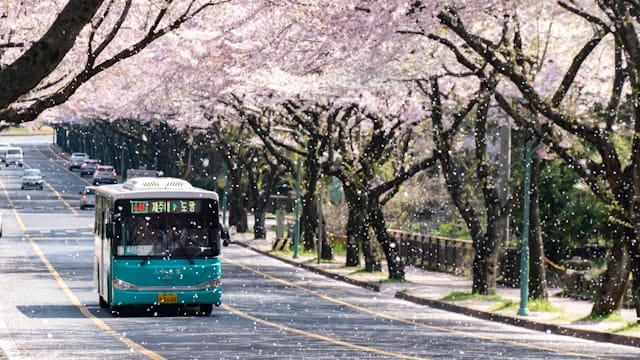 7D6N JEJU - SEOUL SPRING SERIES (MUSLIM TOUR) PRIVATE TOUR